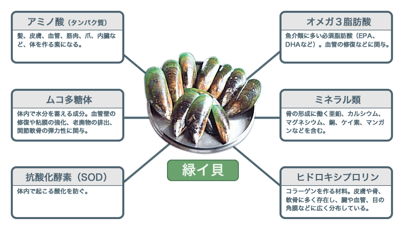 ｷｮｳｶネプトン（緑イ貝加工食品）